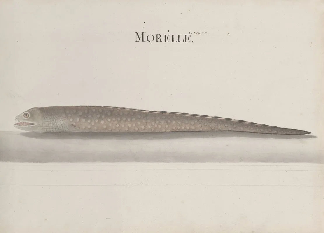 Natural History Of Saint Domingue Pl 111 Wall Art by René de Rabié - High-Resolution Digital Print