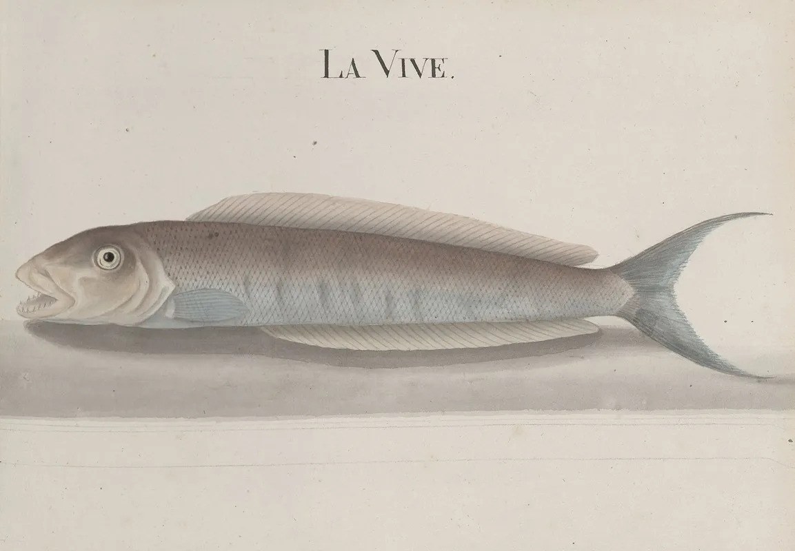 Natural History Of Saint Domingue Pl 112 Wall Art by René de Rabié - High-Resolution Digital Print
