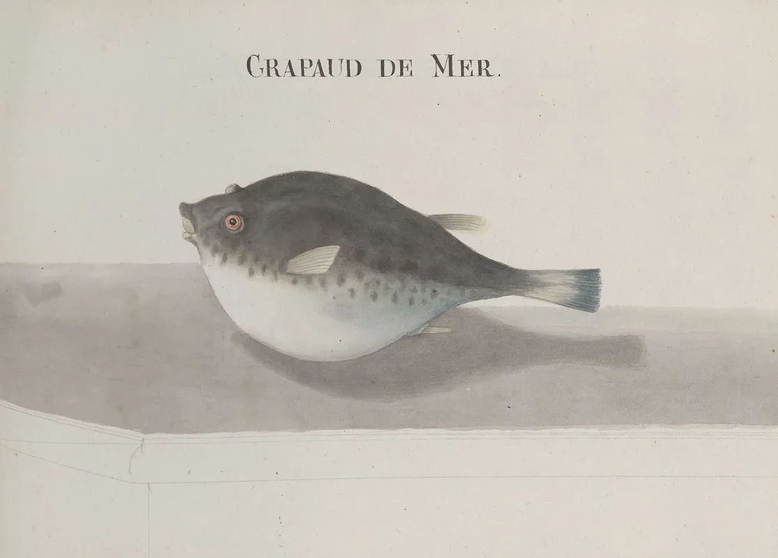 Natural History Of Saint Domingue Pl 113 Wall Art by René de Rabié - High-Resolution Digital Print