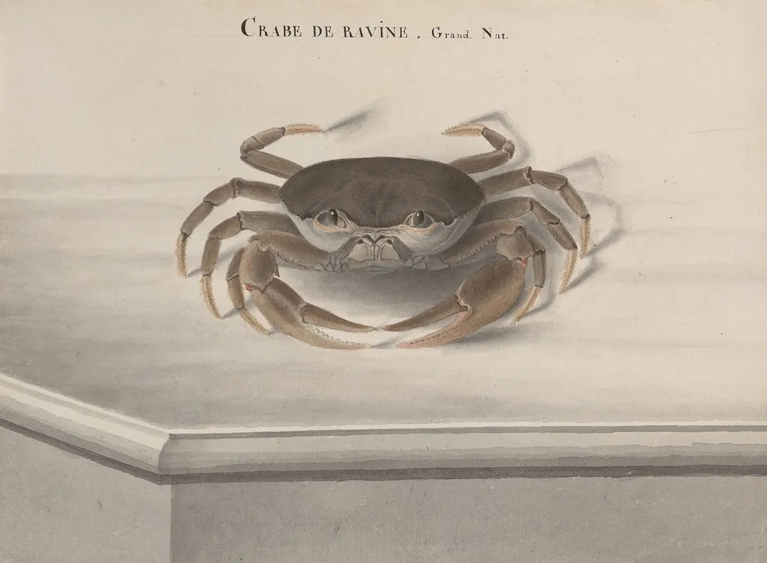 Natural History Of Saint Domingue Pl 121 Wall Art by René de Rabié - High-Resolution Digital Print
