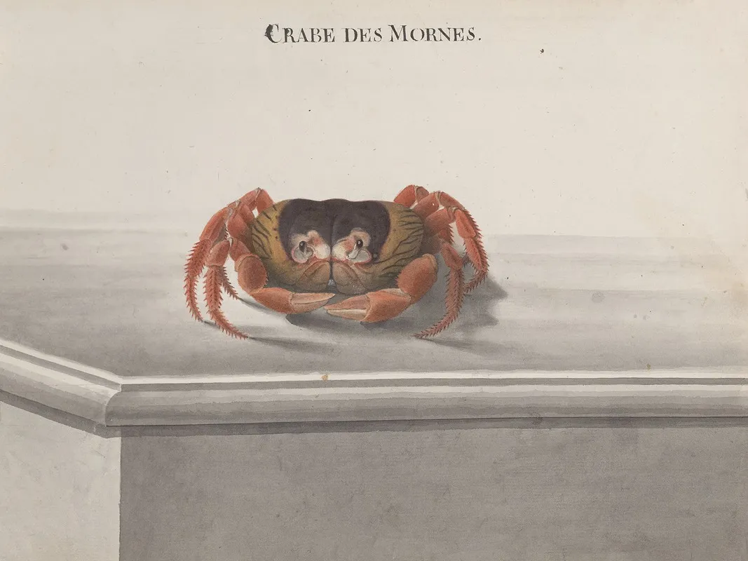 Natural History Of Saint Domingue Pl 129 Wall Art by René de Rabié - High-Resolution Digital Print