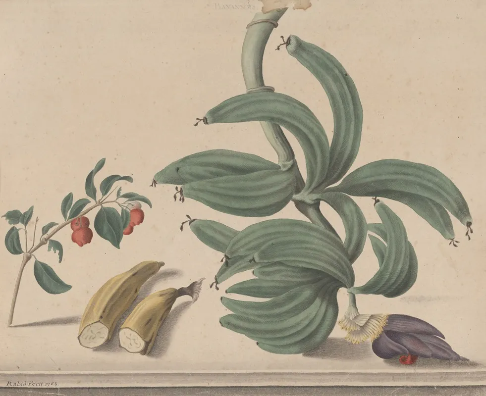 Natural History Of Saint Domingue Pl 137 Wall Art by René de Rabié - High-Resolution Digital Print