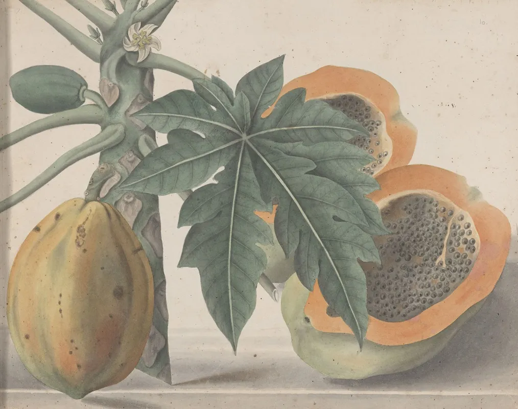 Natural History Of Saint Domingue Pl 141 Wall Art by René de Rabié - High-Resolution Digital Print