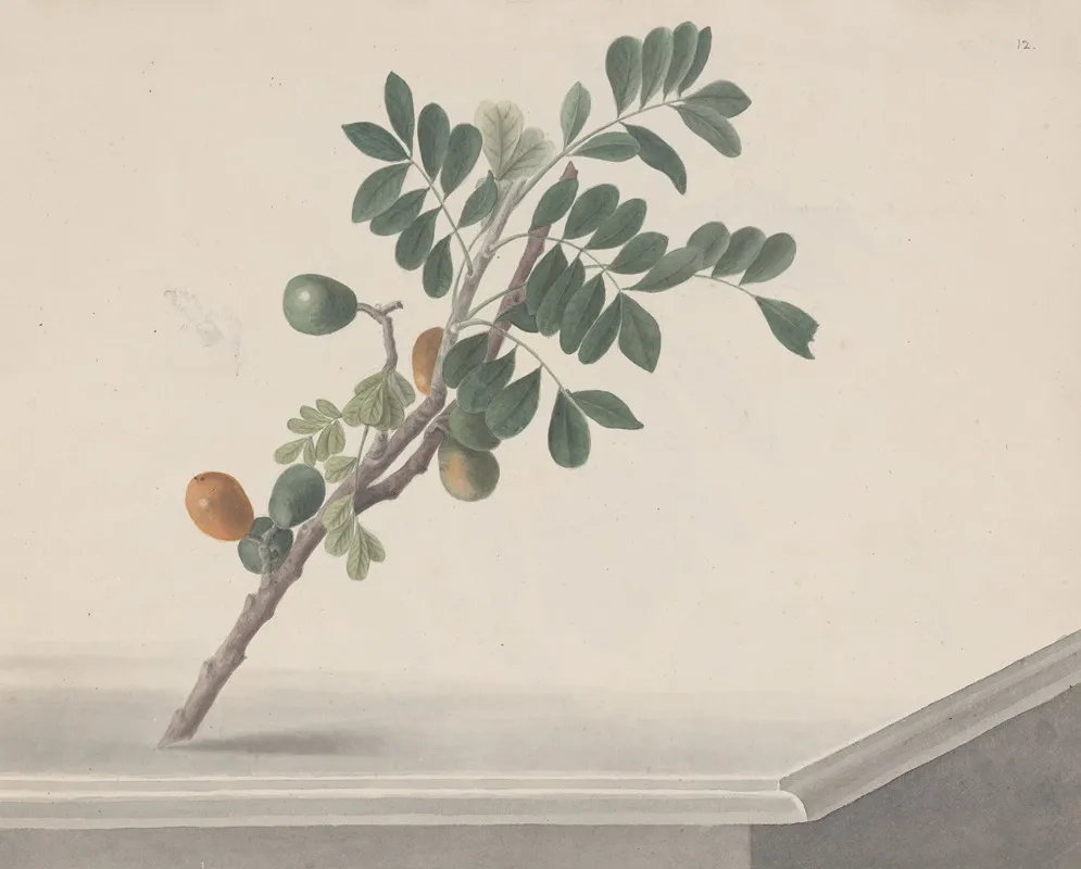 Natural History Of Saint Domingue Pl 143 Wall Art by René de Rabié - High-Resolution Digital Print