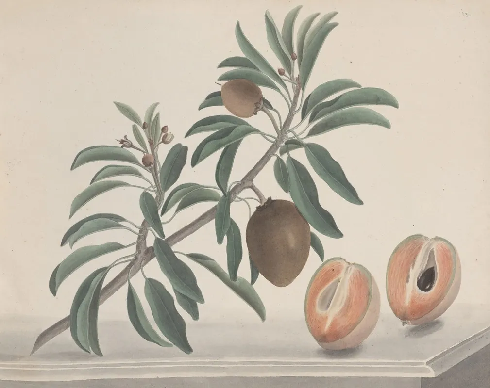 Natural History Of Saint Domingue Pl 144 Wall Art by René de Rabié - High-Resolution Digital Print