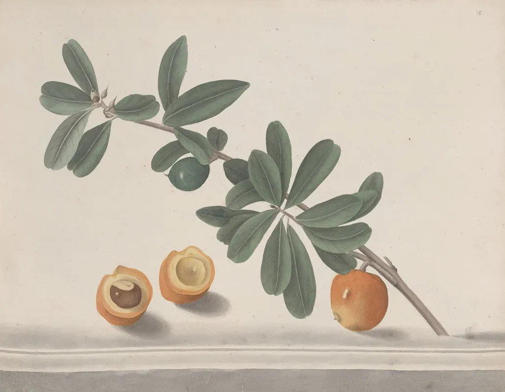 Natural History Of Saint Domingue Pl 146 Wall Art by René de Rabié - High-Resolution Digital Print