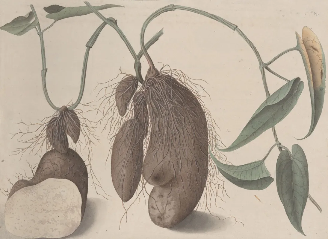 Natural History Of Saint Domingue Pl 148 Wall Art by René de Rabié - High-Resolution Digital Print