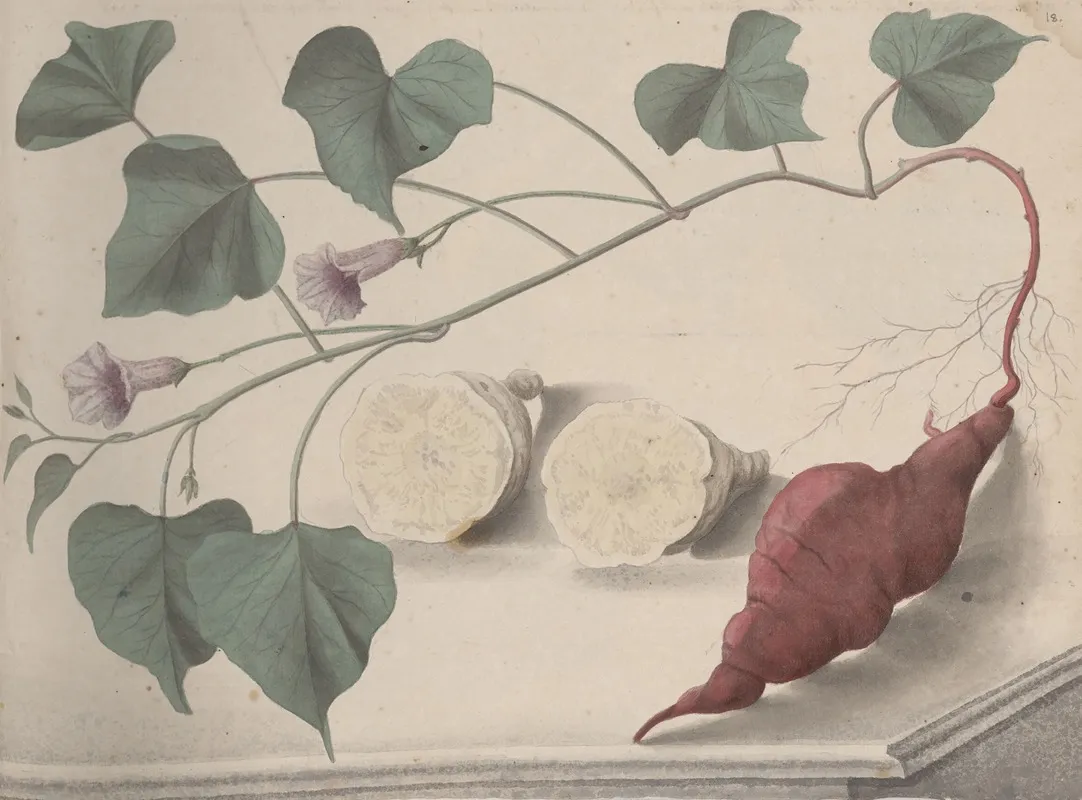 Natural History Of Saint Domingue Pl 149 Wall Art by René de Rabié - High-Resolution Digital Print