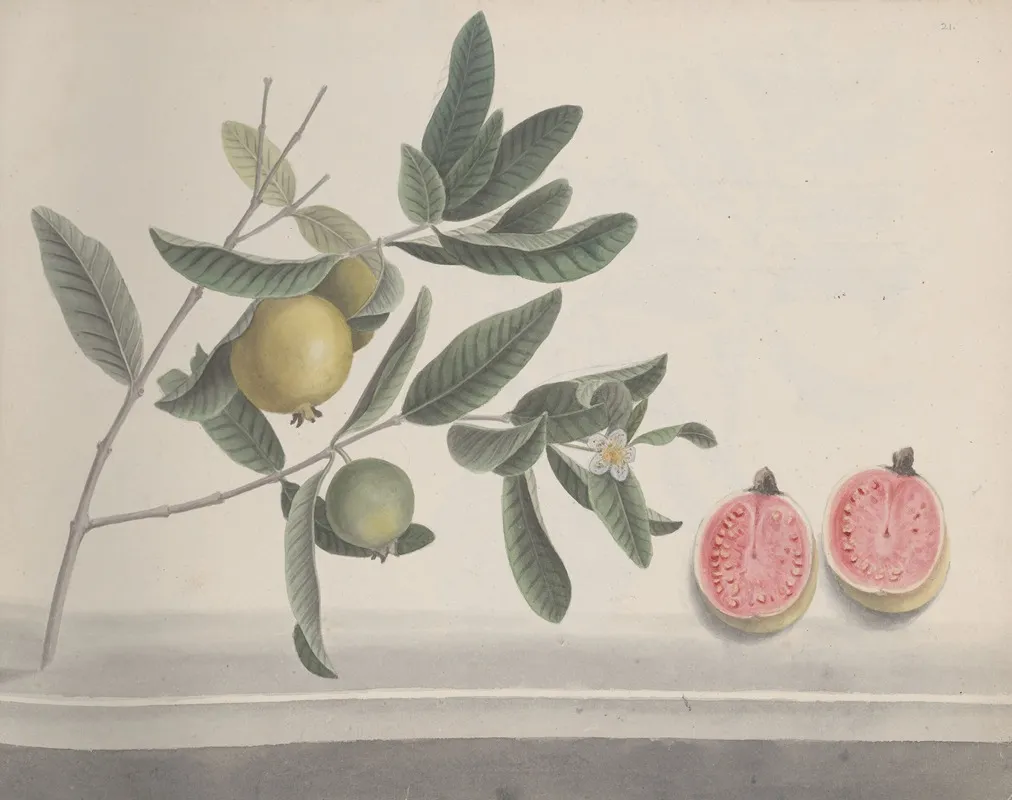 Natural History Of Saint Domingue Pl 152 Wall Art by René de Rabié - High-Resolution Digital Print