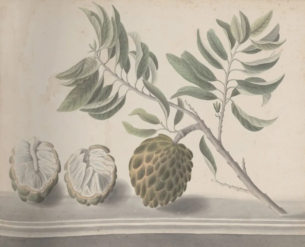 Natural History Of Saint Domingue Pl 153 Wall Art by René de Rabié - High-Resolution Digital Print