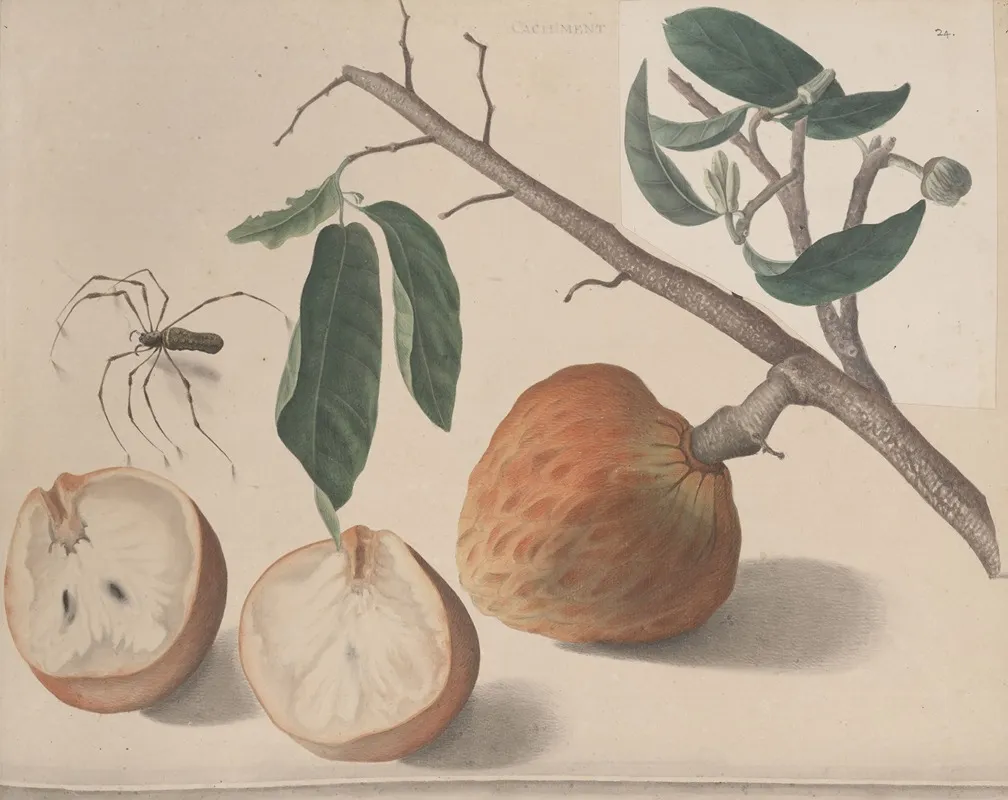 Natural History Of Saint Domingue Pl 155 Wall Art by René de Rabié - High-Resolution Digital Print