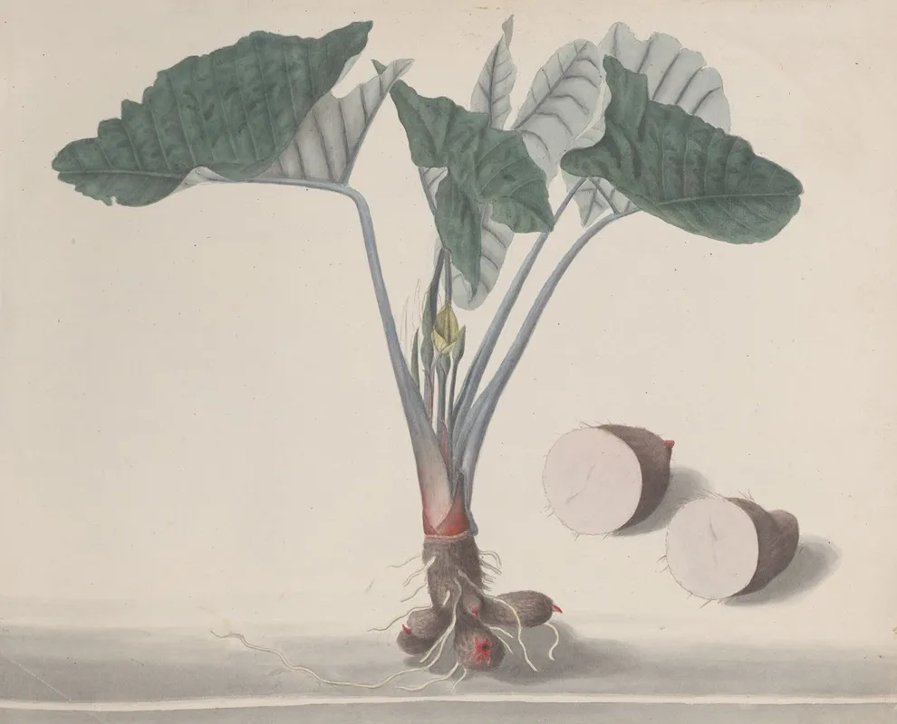 Natural History Of Saint Domingue Pl 156 Wall Art by René de Rabié - High-Resolution Digital Print
