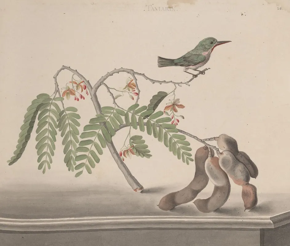 Natural History Of Saint Domingue Pl 159 Wall Art by René de Rabié - High-Resolution Digital Print