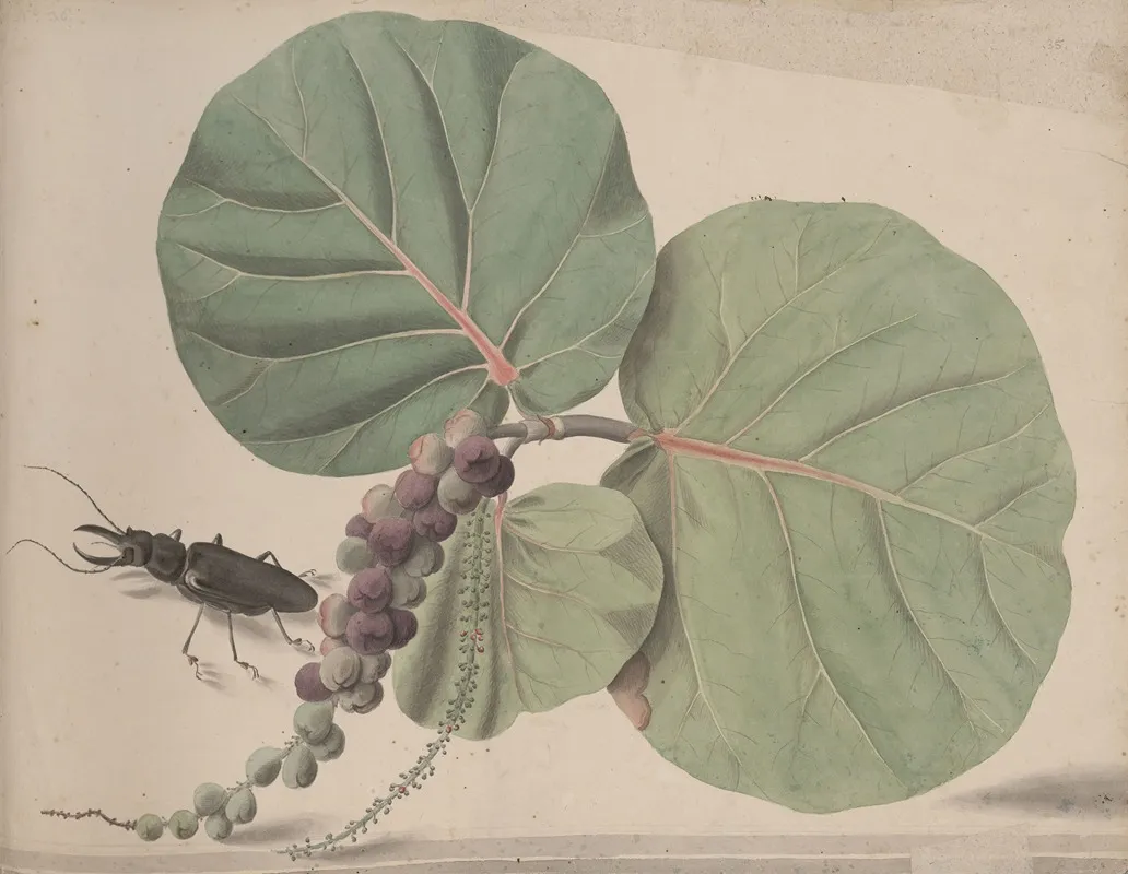 Natural History Of Saint Domingue Pl 166 Wall Art by René de Rabié - High-Resolution Digital Print