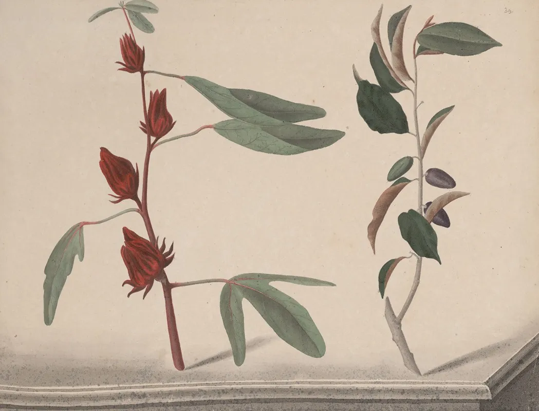 Natural History Of Saint Domingue Pl 171 Wall Art by René de Rabié - High-Resolution Digital Print