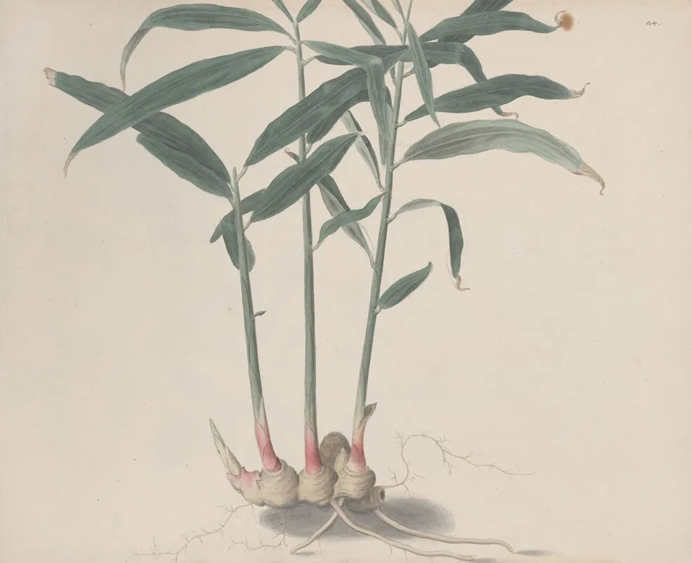 Natural History Of Saint Domingue Pl 176 Wall Art by René de Rabié - High-Resolution Digital Print
