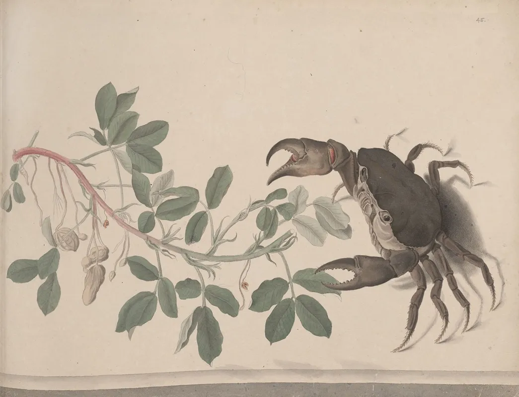 Natural History Of Saint Domingue Pl 177 Wall Art by René de Rabié - High-Resolution Digital Print