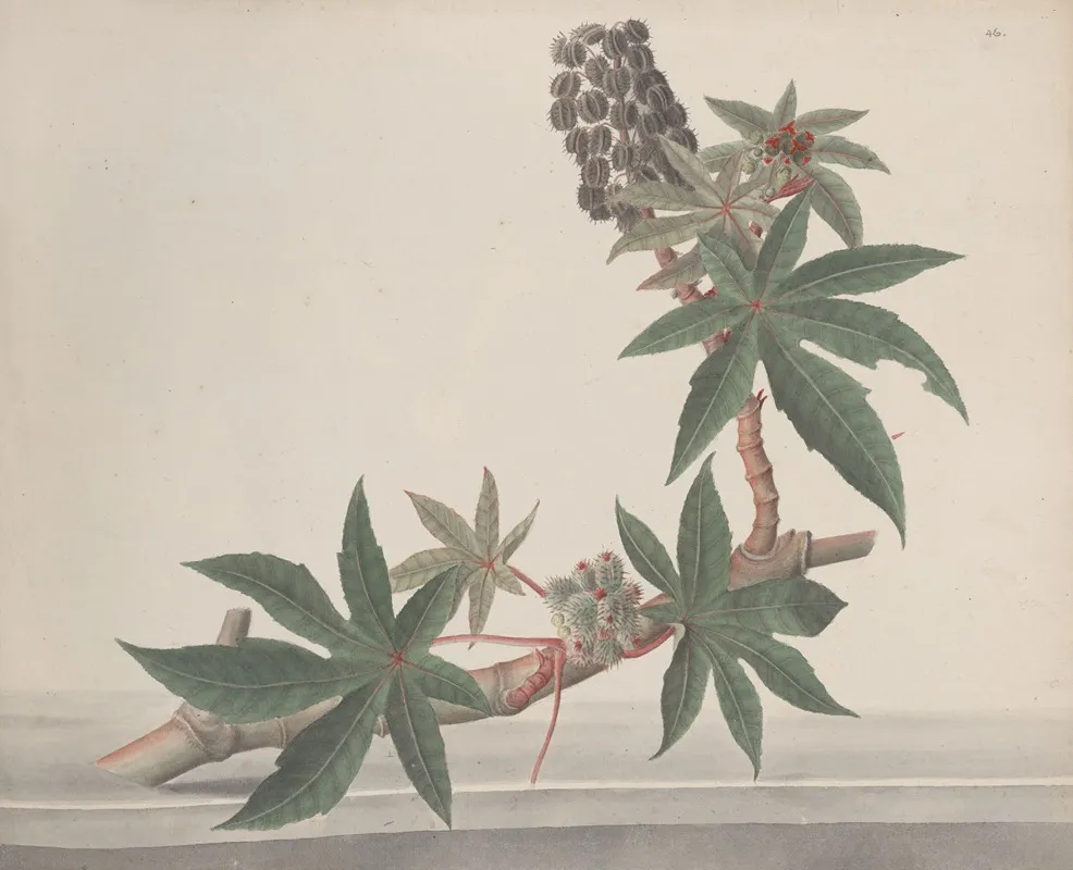 Natural History Of Saint Domingue Pl 178 Wall Art by René de Rabié - High-Resolution Digital Print