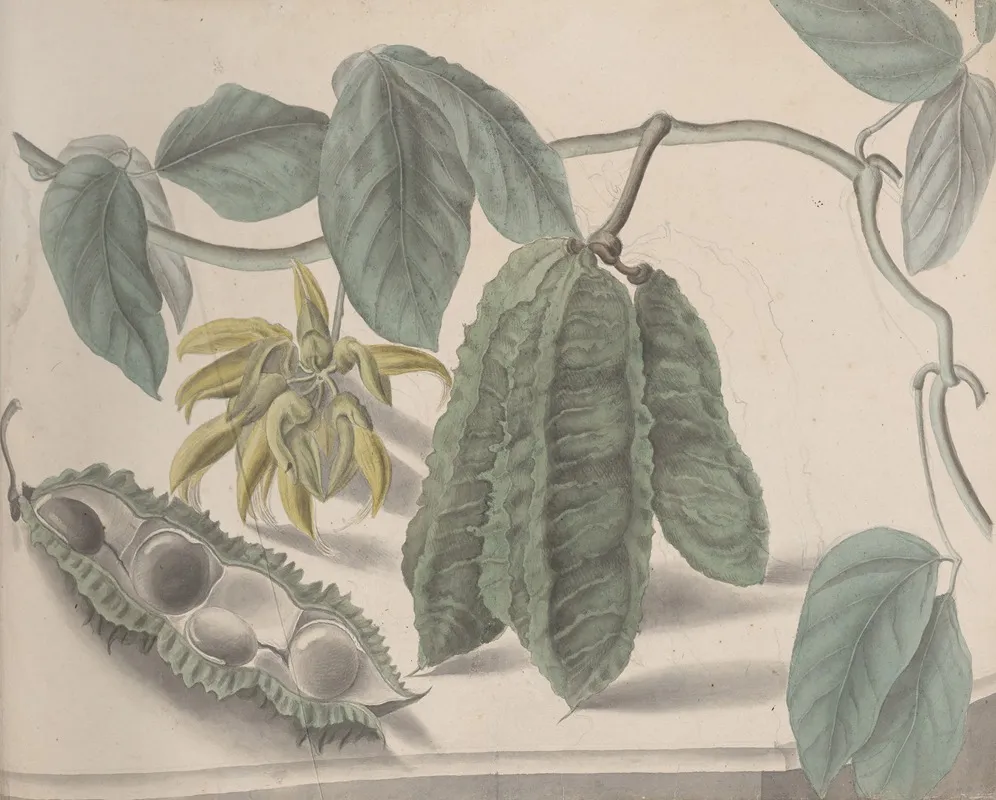 Natural History Of Saint Domingue Pl 179 Wall Art by René de Rabié - High-Resolution Digital Print