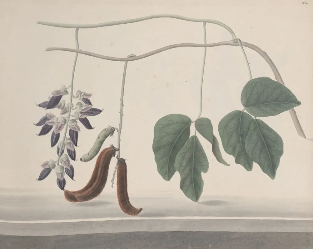Natural History Of Saint Domingue Pl 180 Wall Art by René de Rabié - High-Resolution Digital Print