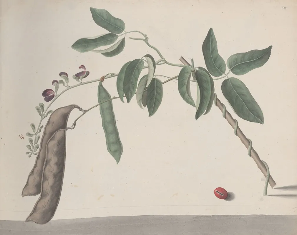 Natural History Of Saint Domingue Pl 181 Wall Art by René de Rabié - High-Resolution Digital Print