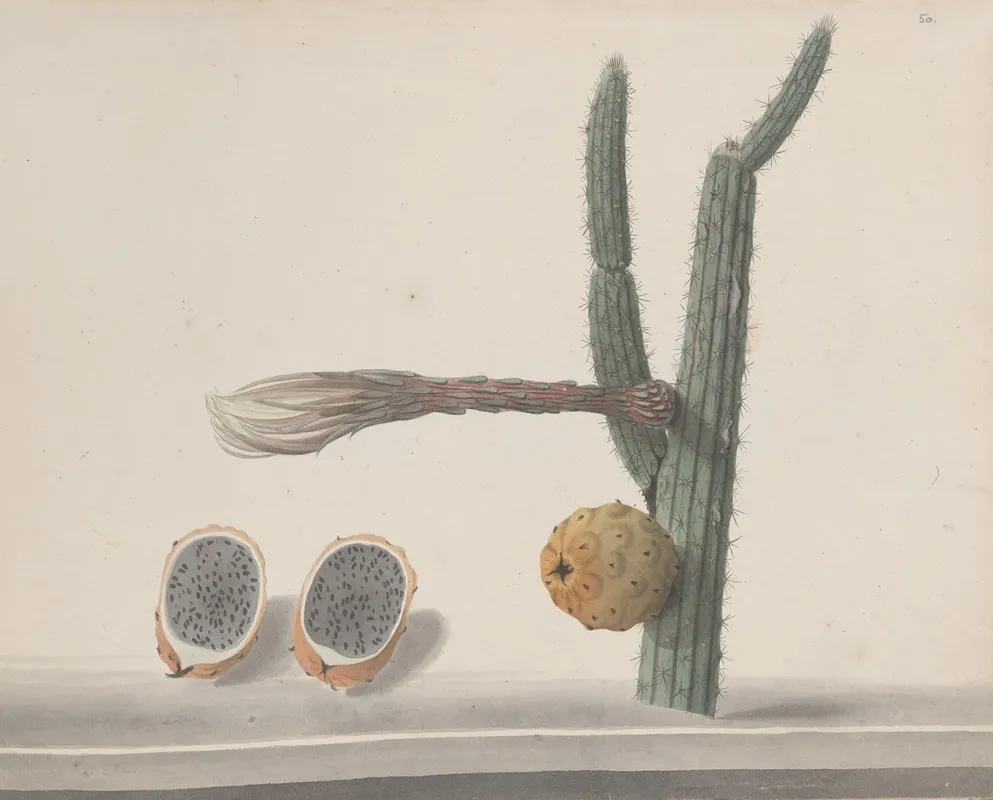 Natural History Of Saint Domingue Pl 182 Wall Art by René de Rabié - High-Resolution Digital Print