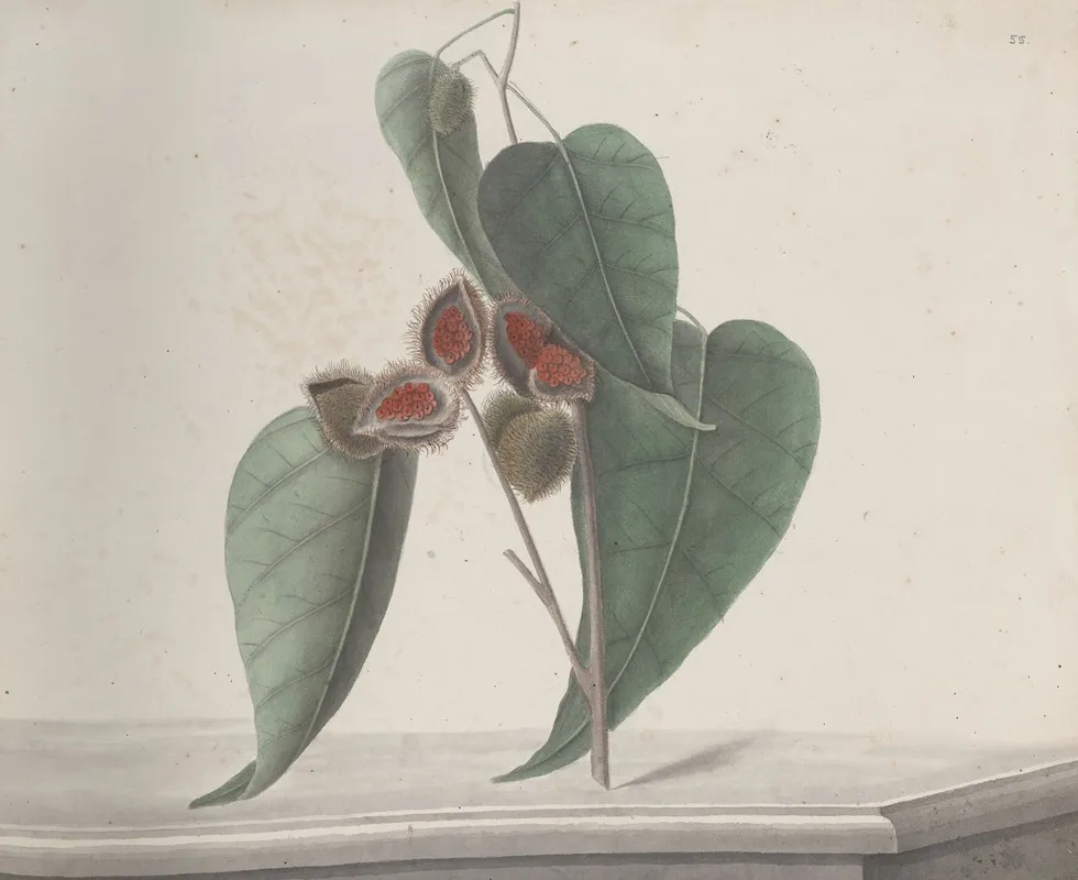 Natural History Of Saint Domingue Pl 187 Wall Art by René de Rabié - High-Resolution Digital Print