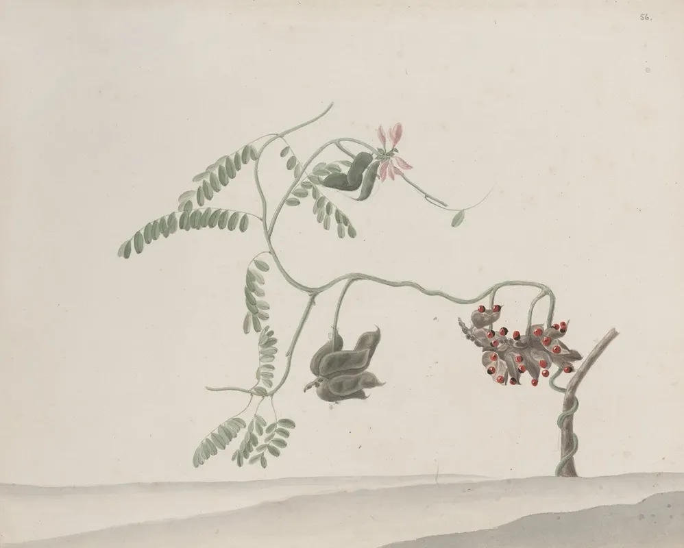 Natural History Of Saint Domingue Pl 188 Wall Art by René de Rabié - High-Resolution Digital Print