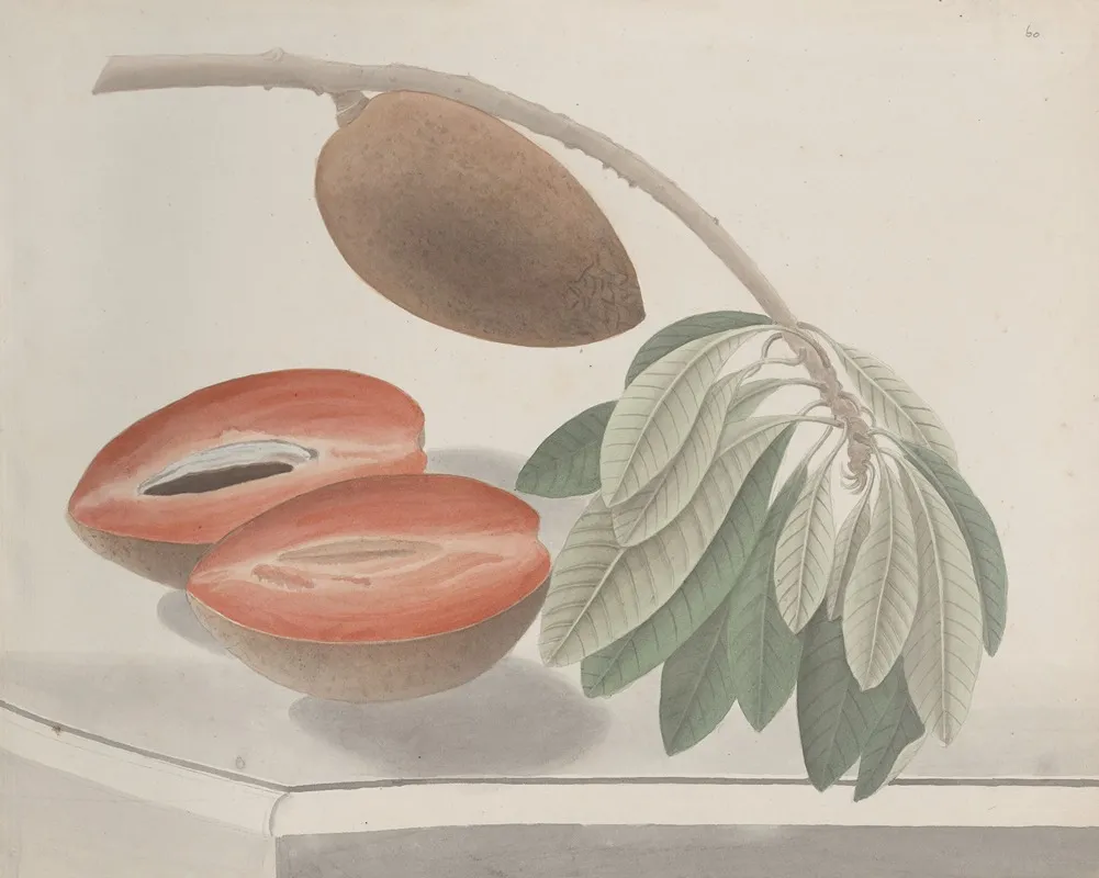 Natural History Of Saint Domingue Pl 191 Wall Art by René de Rabié - High-Resolution Digital Print