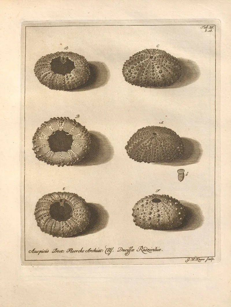 Naturalis Dispositio Echinodermatum Natural Arrangement Of Echinoderms Pl 04