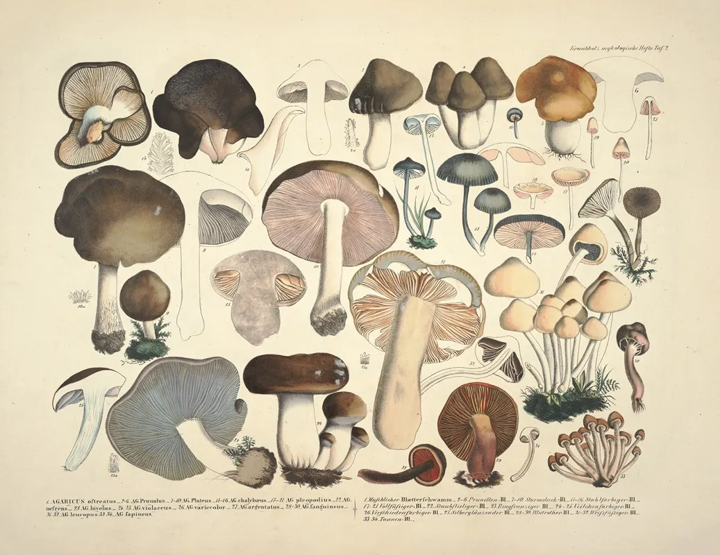 Naturgetreue Abblidungen Und Beschreibungen Der Essbaren Scha%cc%88dlichen Und Verda%cc%88chtigen Schwa%cc%88mme Pl 02 Wall Art by Julius Vincenz von Krombholz - High-Resolution Digital Print