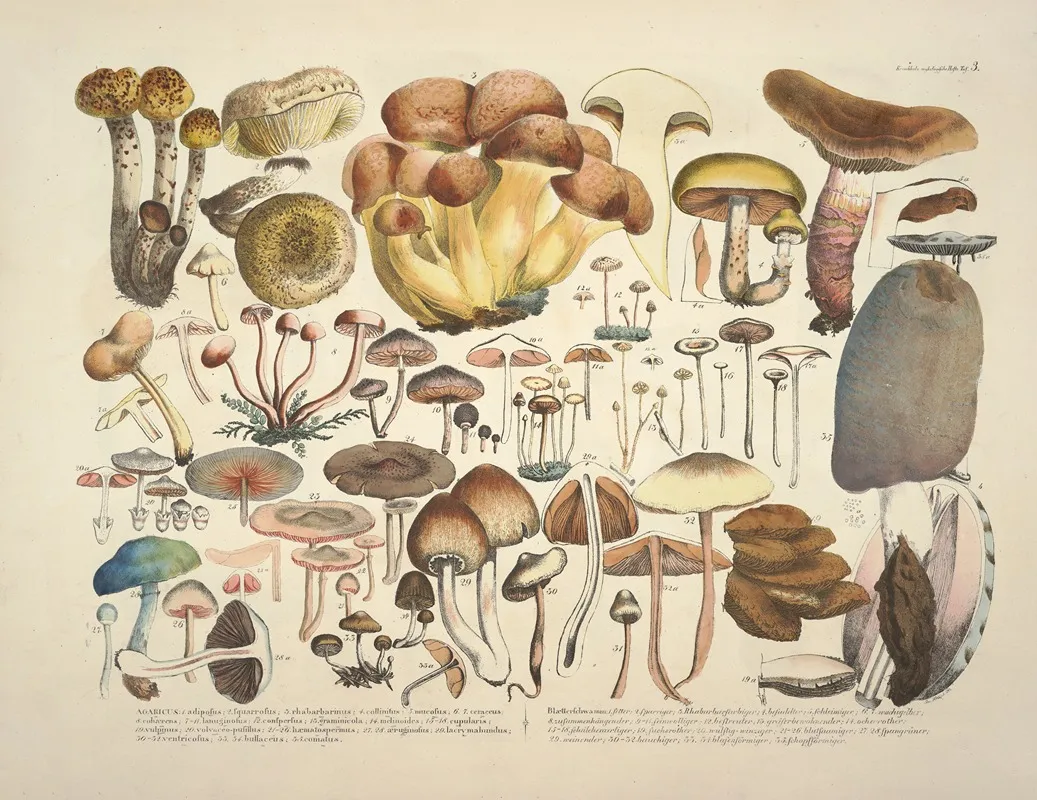 Naturgetreue Abblidungen Und Beschreibungen Der Essbaren Scha%cc%88dlichen Und Verda%cc%88chtigen Schwa%cc%88mme Pl 03 Wall Art by Julius Vincenz von Krombholz - High-Resolution Digital Print