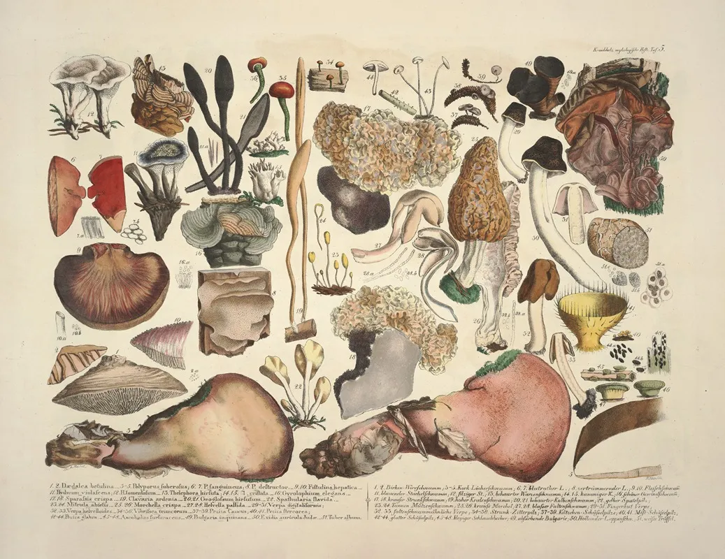 Naturgetreue Abblidungen Und Beschreibungen Der Essbaren Scha%cc%88dlichen Und Verda%cc%88chtigen Schwa%cc%88mme Pl 05 Wall Art by Julius Vincenz von Krombholz - High-Resolution Digital Print