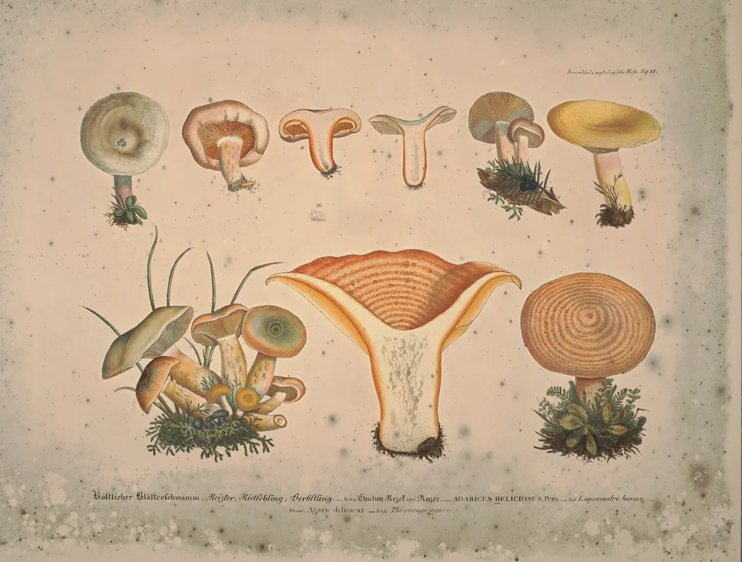 Naturgetreue Abblidungen Und Beschreibungen Der Essbaren Scha%cc%88dlichen Und Verda%cc%88chtigen Schwa%cc%88mme Pl 11 Wall Art by Julius Vincenz von Krombholz - High-Resolution Digital Print