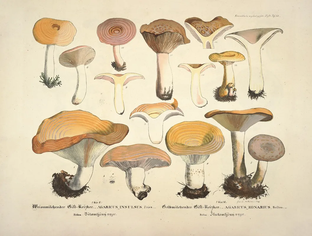 Naturgetreue Abblidungen Und Beschreibungen Der Essbaren Scha%cc%88dlichen Und Verda%cc%88chtigen Schwa%cc%88mme Pl 12 Wall Art by Julius Vincenz von Krombholz - High-Resolution Digital Print