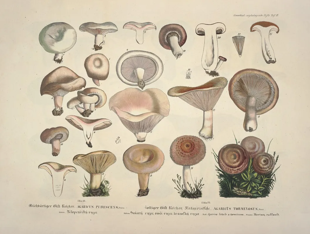 Naturgetreue Abblidungen Und Beschreibungen Der Essbaren Scha%cc%88dlichen Und Verda%cc%88chtigen Schwa%cc%88mme Pl 13 Wall Art by Julius Vincenz von Krombholz - High-Resolution Digital Print