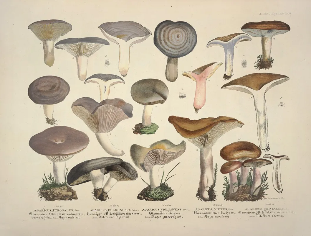 Naturgetreue Abblidungen Und Beschreibungen Der Essbaren Scha%cc%88dlichen Und Verda%cc%88chtigen Schwa%cc%88mme Pl 14 Wall Art by Julius Vincenz von Krombholz - High-Resolution Digital Print