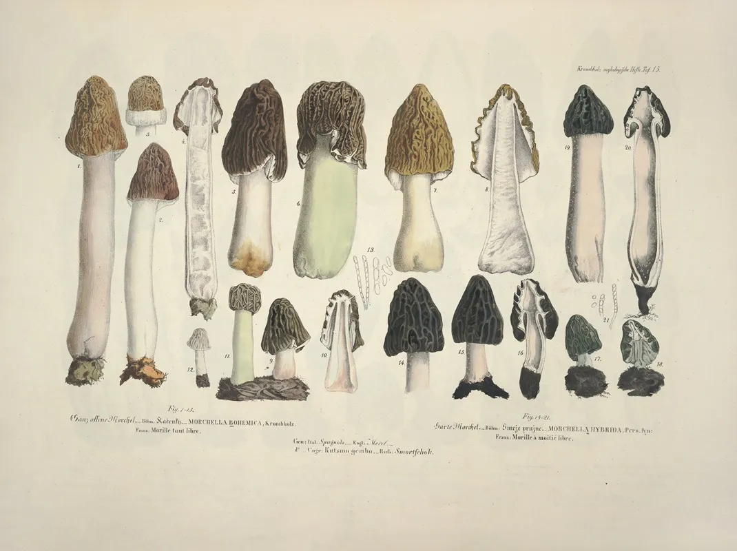 Naturgetreue Abblidungen Und Beschreibungen Der Essbaren Scha%cc%88dlichen Und Verda%cc%88chtigen Schwa%cc%88mme Pl 15 Wall Art by Julius Vincenz von Krombholz - High-Resolution Digital Print