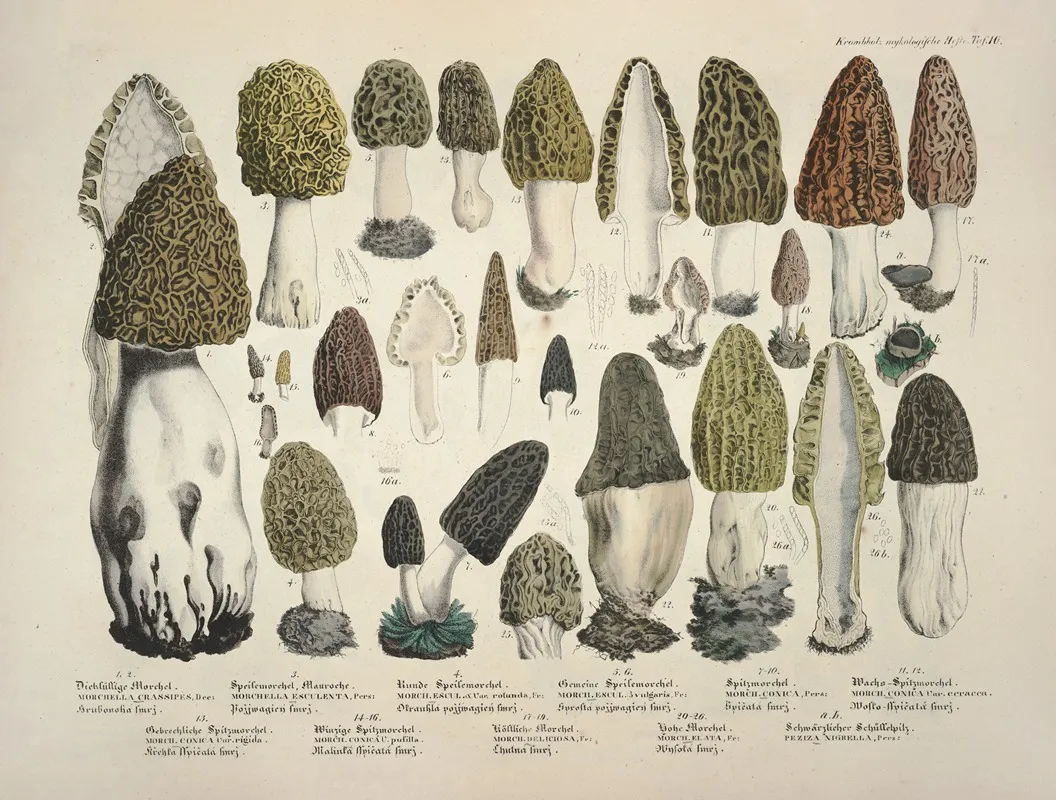 Naturgetreue Abblidungen Und Beschreibungen Der Essbaren Scha%cc%88dlichen Und Verda%cc%88chtigen Schwa%cc%88mme Pl 16 Wall Art by Julius Vincenz von Krombholz - High-Resolution Digital Print