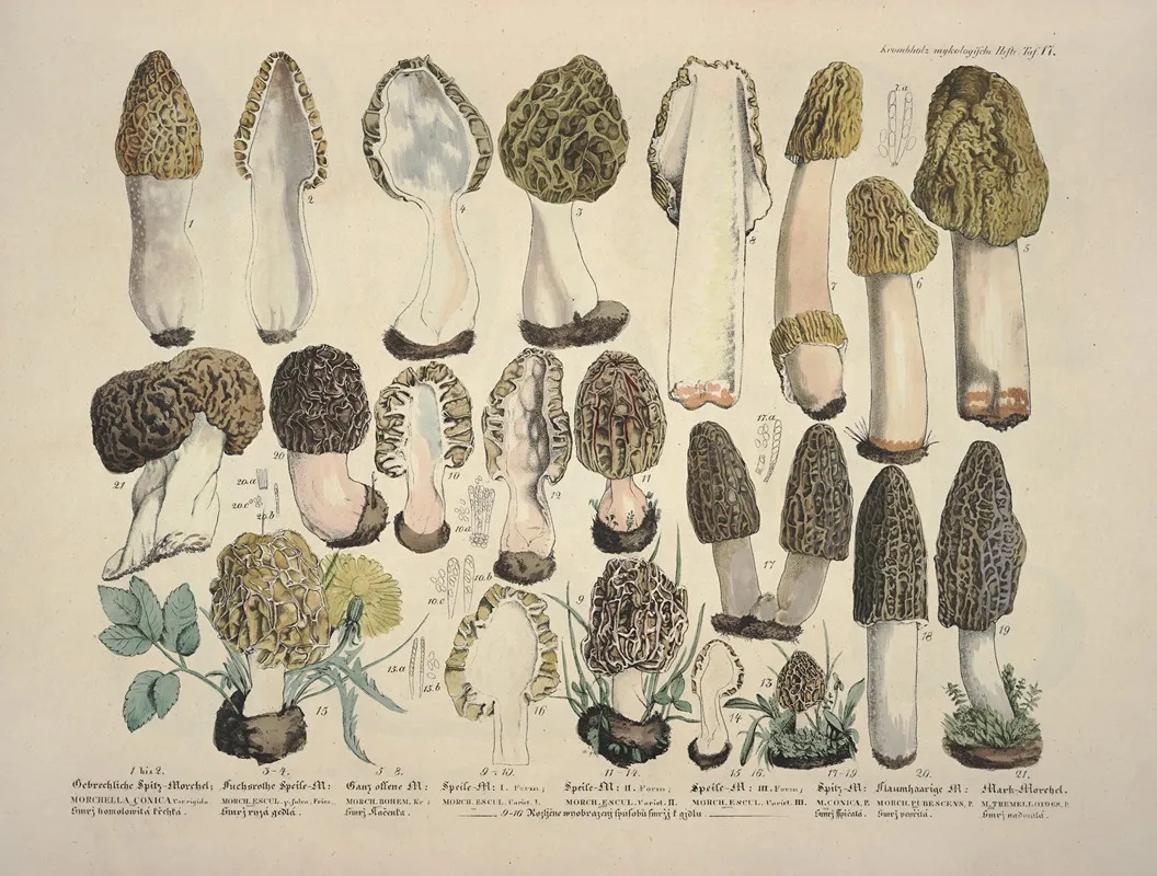 Naturgetreue Abblidungen Und Beschreibungen Der Essbaren Scha%cc%88dlichen Und Verda%cc%88chtigen Schwa%cc%88mme Pl 17 Wall Art by Julius Vincenz von Krombholz - High-Resolution Digital Print