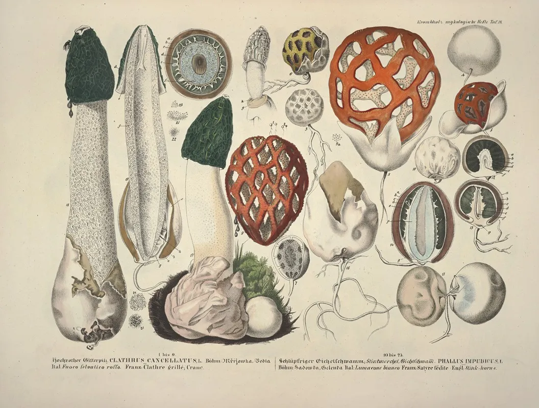 Naturgetreue Abblidungen Und Beschreibungen Der Essbaren Scha%cc%88dlichen Und Verda%cc%88chtigen Schwa%cc%88mme Pl 18 Wall Art by Julius Vincenz von Krombholz - High-Resolution Digital Print