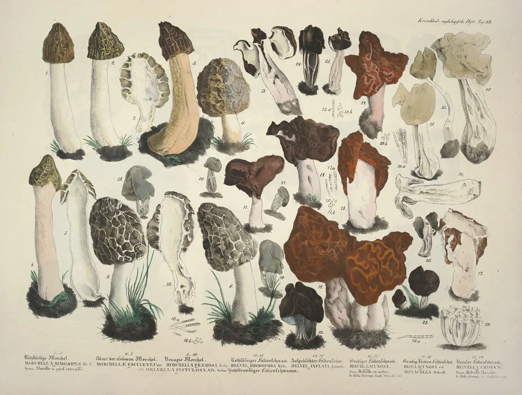 Naturgetreue Abblidungen Und Beschreibungen Der Essbaren Scha%cc%88dlichen Und Verda%cc%88chtigen Schwa%cc%88mme Pl 19 Wall Art by Julius Vincenz von Krombholz - High-Resolution Digital Print