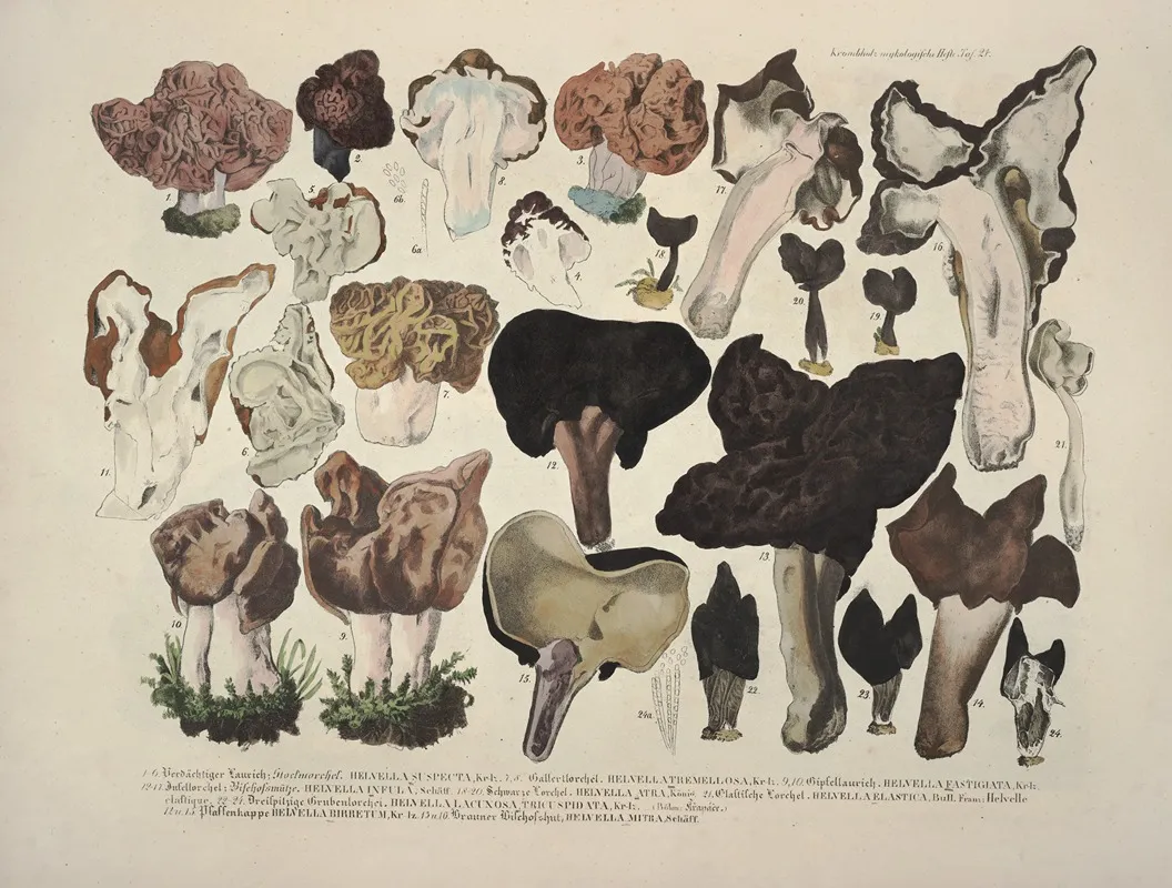 Naturgetreue Abblidungen Und Beschreibungen Der Essbaren Scha%cc%88dlichen Und Verda%cc%88chtigen Schwa%cc%88mme Pl 21 Wall Art by Julius Vincenz von Krombholz - High-Resolution Digital Print