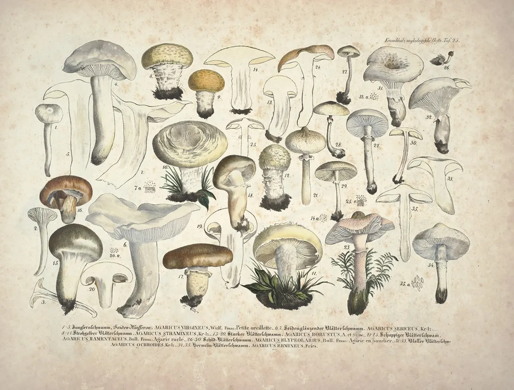Naturgetreue Abblidungen Und Beschreibungen Der Essbaren Scha%cc%88dlichen Und Verda%cc%88chtigen Schwa%cc%88mme Pl 25 Wall Art by Julius Vincenz von Krombholz - High-Resolution Digital Print