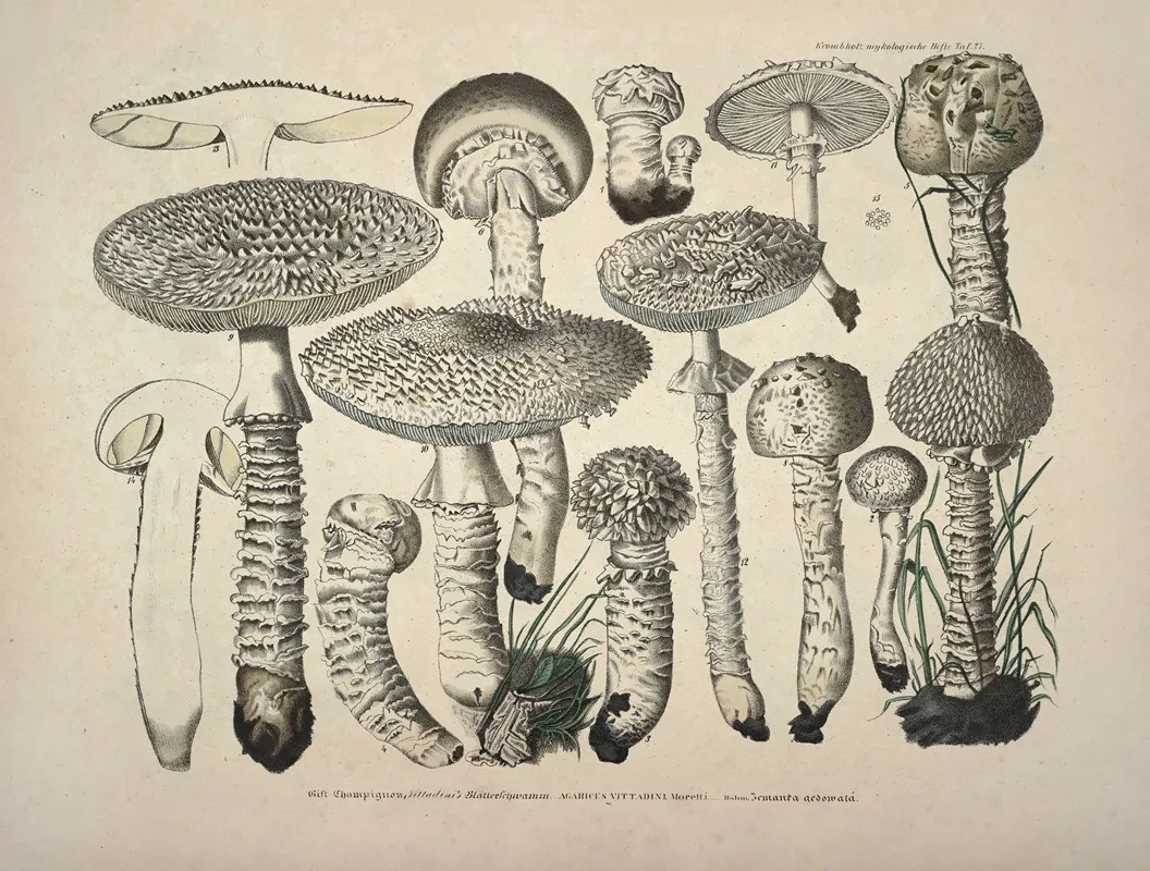 Naturgetreue Abblidungen Und Beschreibungen Der Essbaren Scha%cc%88dlichen Und Verda%cc%88chtigen Schwa%cc%88mme Pl 27 Wall Art by Julius Vincenz von Krombholz - High-Resolution Digital Print