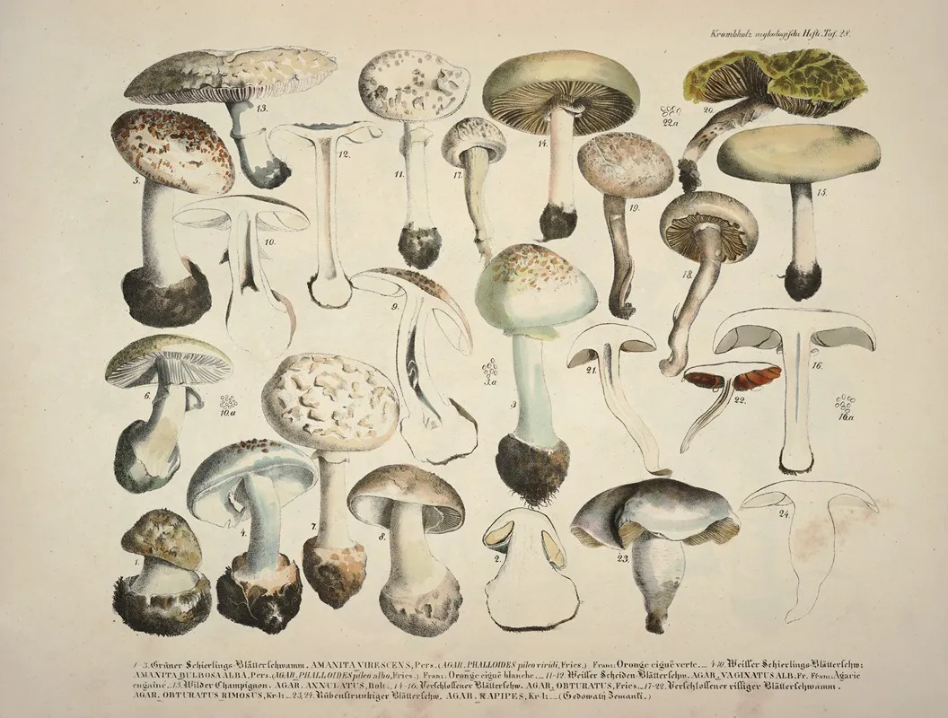Naturgetreue Abblidungen Und Beschreibungen Der Essbaren Scha%cc%88dlichen Und Verda%cc%88chtigen Schwa%cc%88mme Pl 28 Wall Art by Julius Vincenz von Krombholz - High-Resolution Digital Print