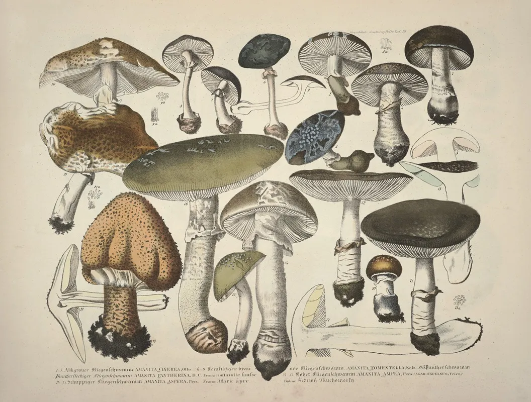 Naturgetreue Abblidungen Und Beschreibungen Der Essbaren Scha%cc%88dlichen Und Verda%cc%88chtigen Schwa%cc%88mme Pl 29 Wall Art by Julius Vincenz von Krombholz - High-Resolution Digital Print