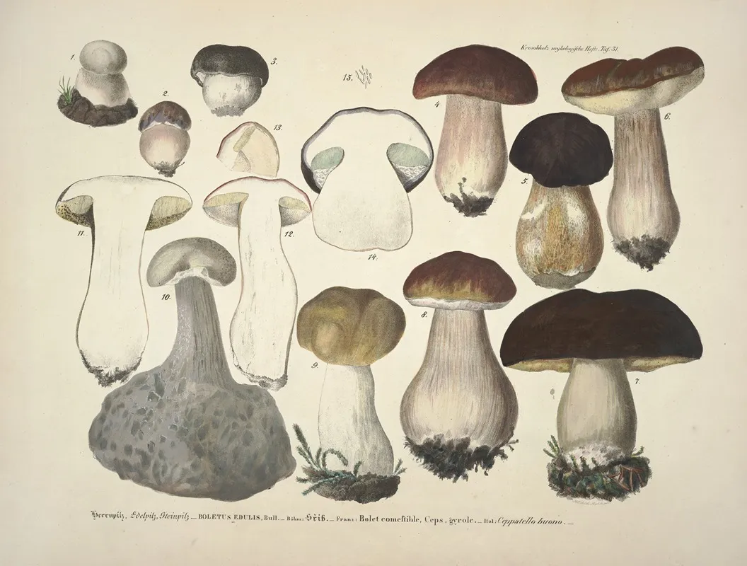 Naturgetreue Abblidungen Und Beschreibungen Der Essbaren Scha%cc%88dlichen Und Verda%cc%88chtigen Schwa%cc%88mme Pl 31 Wall Art by Julius Vincenz von Krombholz - High-Resolution Digital Print