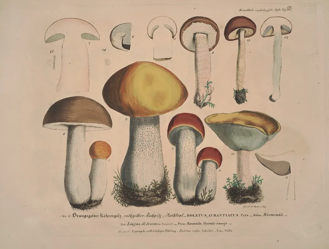 Naturgetreue Abblidungen Und Beschreibungen Der Essbaren Scha%cc%88dlichen Und Verda%cc%88chtigen Schwa%cc%88mme Pl 32 Wall Art by Julius Vincenz von Krombholz - High-Resolution Digital Print