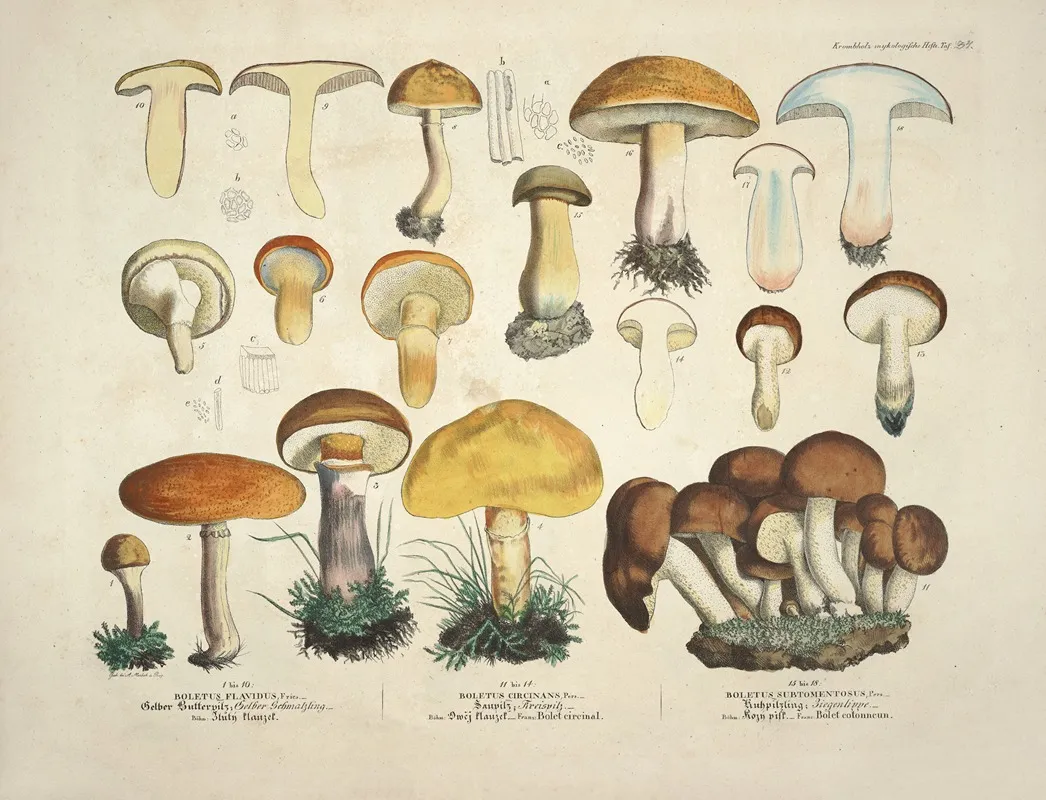 Naturgetreue Abblidungen Und Beschreibungen Der Essbaren Scha%cc%88dlichen Und Verda%cc%88chtigen Schwa%cc%88mme Pl 34 Wall Art by Julius Vincenz von Krombholz - High-Resolution Digital Print